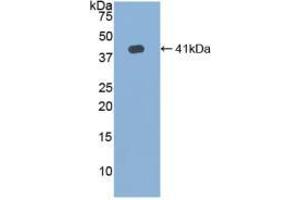 Western blot analysis of recombinant Human HJV. (HFE2 antibody  (AA 41-386))