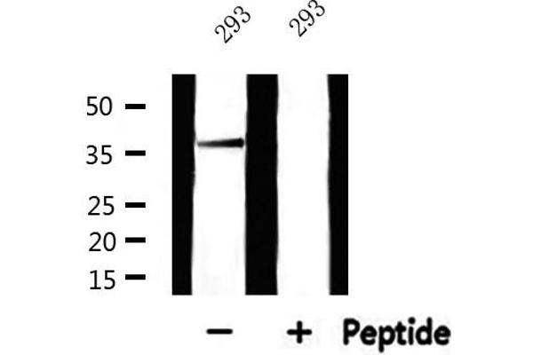 MRPL44 antibody