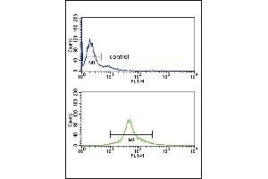 IRF5 Antibody (N-term) (ABIN389333 and ABIN2839445) flow cytometry analysis of Ramos cells (bottom histogram) compared to a negative control cell (top histogram). (IRF5 antibody  (N-Term))