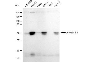Western blotting analysis using Arrestin beta 1 antibody (ABIN7797653). (Recombinant beta Arrestin 1 antibody)