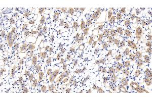 Detection of LUM in Mouse Kidney Tissue using Polyclonal Antibody to Lumican (LUM) (LUM antibody  (AA 19-338))