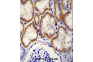 CUX1 Antibody immunohistochemistry analysis in formalin fixed and paraffin embedded human kidney tissue followed by peroxidase conjugation of the secondary antibody and DAB staining. (CUX1 antibody  (C-Term))