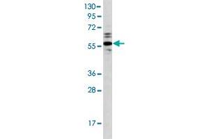 Western blot analysis of Ramos cell lysate (35 ug/lane) with PTPN1 polyclonal antibody . (PTPN1 antibody  (AA 1-321))