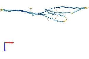 AlphaFold protein structure predicition of Human Recombinant CCDC39 Protein, UniprotID Q9UFE4 (CCDC39 Protein (AA 1-941) (His tag))