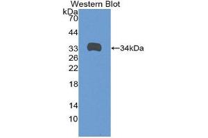 Western Blotting (WB) image for anti-Angiopoietin 4 (ANGPT4) (AA 36-297) antibody (ABIN1857999) (Angiopoietin 4 antibody  (AA 36-297))