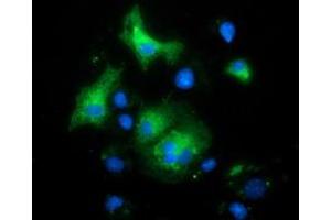 Anti-MAPK7 mouse monoclonal antibody (ABIN2454019) immunofluorescent staining of COS7 cells transiently transfected by pCMV6-ENTRY MAPK7 (RC203506). (MAPK7 antibody)