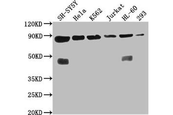 YY1AP1 antibody  (AA 335-466)