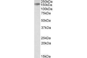 ABIN334479 (0. (DROSHA antibody  (Internal Region))