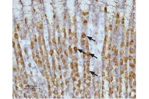 Expression of Histamine H2 receptor in rat stomach - Immunohistochemical staining of paraffin embedded section of rat stomach using Anti-Histamine H2 Receptor (HRH2) (extracellular) Antibody (ABIN7043270, ABIN7044507 and ABIN7044508), (1:100). (HRH2 antibody  (2nd Extracellular Loop))