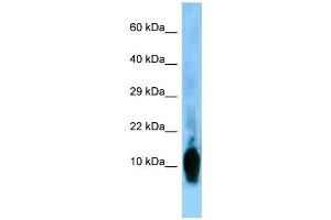 WB Suggested Anti-Nrgn Antibody Titration: 1.