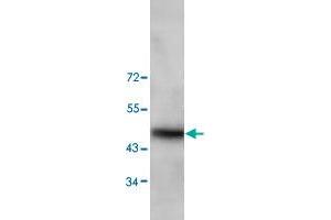 Western blot analysis of HeLa cell lysate with TRIM13 polyclonal antibody  at 1 : 200 dilution.