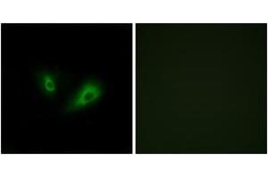 Immunofluorescence analysis of LOVO cells, using OR10D4 Antibody. (OR10D4P antibody  (AA 161-210))