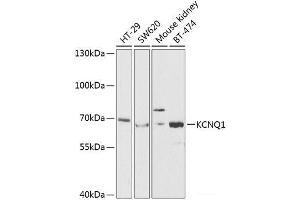 Western blot analysis of extracts of various cell lines using KCNQ1 Polyclonal Antibody at dilution of 1:1000. (KCNQ1 antibody)