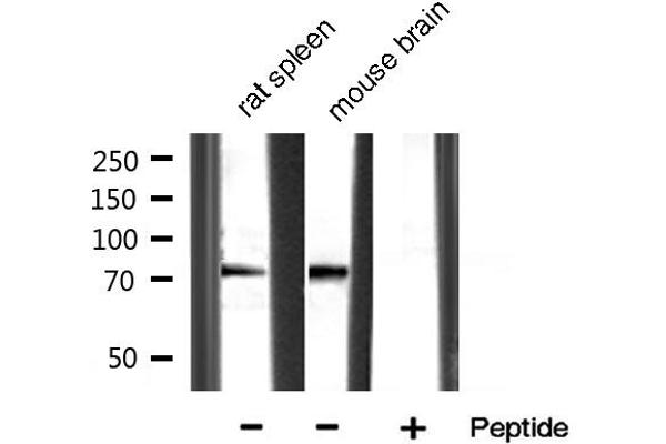MMP 9 antibody  (C-Term)