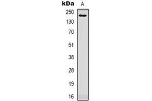 Western blot analysis of CD11b expression in HEK293T (A) whole cell lysates. (CD11b antibody)