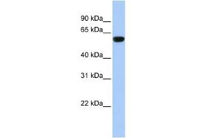 WB Suggested Anti-TRIM72 Antibody Titration:  0. (TRIM72 antibody  (Middle Region))
