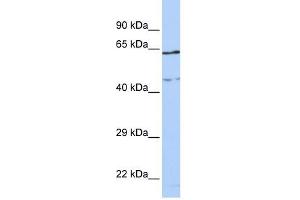 CCDC74A antibody used at 1 ug/ml to detect target protein.