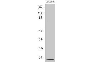 Western Blotting (WB) image for anti-Caspase 3 p17 (Asp175), (cleaved) antibody (ABIN3172748) (Caspase 3 p17 (Asp175), (cleaved) antibody)