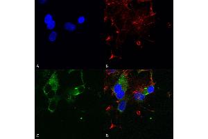Immunocytochemistry/Immunofluorescence analysis using Mouse Anti-Cav1. (CACNA1D antibody  (AA 859-875) (PE))