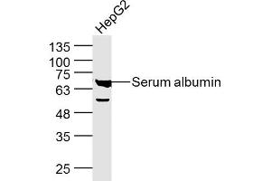 HepG2 lysates probed with Serum albumin Polyclonal Antibody, Unconjugated  at 1:300 dilution and 4˚C overnight incubation. (Albumin antibody)