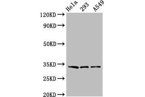 GOLPH3 抗体  (AA 16-150)