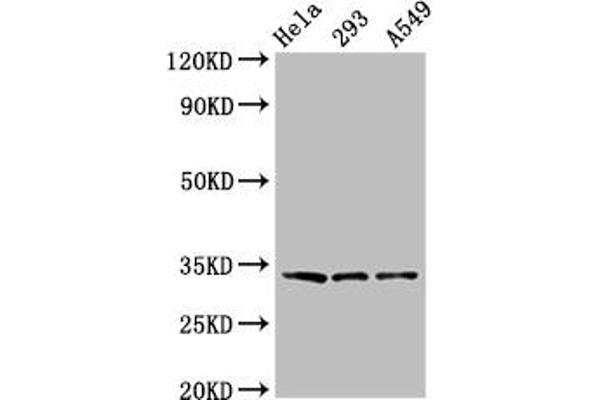 GOLPH3 抗体  (AA 16-150)
