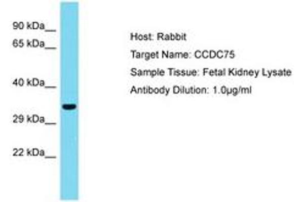 CCDC75 antibody  (AA 36-85)