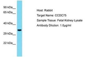 CCDC75 antibody  (AA 36-85)
