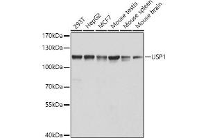 Western blot analysis of extracts of various cell lines, using USP1 antibody (ABIN6129580, ABIN6149989, ABIN6149990 and ABIN6222529) at 1:1000 dilution. (USP1 antibody  (AA 486-785))