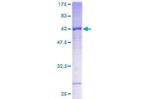 FBXL12 Protein (AA 1-326) (GST tag)