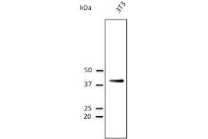 Western Blotting (WB) image for anti-CD63 (CD63) (AA 120-175) antibody (ABIN1440014)