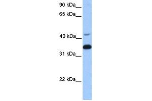 WB Suggested Anti-GNB2 Antibody Titration:  0.