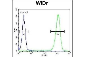 TSN33 Antibody (C-term) (ABIN653346 and ABIN2842828) flow cytometric analysis of WiDr cells (right histogram) comred to a negative control cell (left histogram). (TSPAN33 antibody  (C-Term))