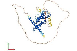 AlphaFold protein structure predicition of Human Recombinant SPATC1L Protein, UniprotID Q9H0A9 (C21ORF56 Protein (AA 1-340) (His tag))