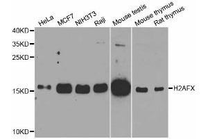 Western blot analysis of extracts of various cell lines, using H2AFX antibody.
