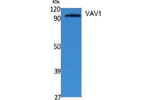Western Blotting (WB) image for anti-Vav 1 Oncogene (VAV1) (Tyr292) antibody (ABIN3187609)