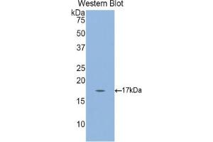 Western blot analysis of recombinant Mouse GKN3. (Gastrokine 3 antibody  (AA 38-177))