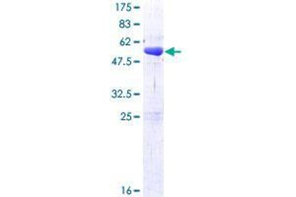 SSU72 Protein (AA 1-194) (GST tag)