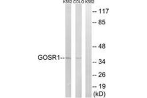 Western blot analysis of extracts from COLO/K562 cells, using GOSR1 Antibody. (GS28 antibody  (AA 11-60))