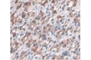 IHC-P analysis of Rat Stomach Tissue, with DAB staining. (LRG1 antibody  (AA 154-332))