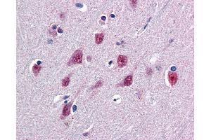 Anti-SMUG1 antibody IHC of human brain, cortex. (SMUG1 antibody  (AA 2-14))