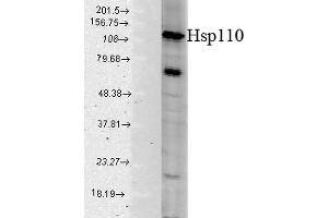 Western blot analysis of Human Cell line lysates showing detection of HSP110 protein using Rabbit Anti-HSP110 Polyclonal Antibody . (HSPA4 antibody  (APC))