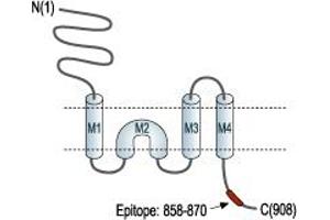 Representative domain view of the target of ABIN7043238.