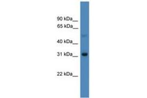 Image no. 1 for anti-Ladybird Homeobox 1 (Lbx1) (AA 21-70) antibody (ABIN6745343) (Lbx1 antibody  (AA 21-70))