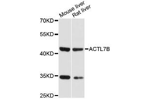 Western blot analysis of extracts of various cell lines, using ACTL7B antibody (ABIN6291741) at 1:3000 dilution.