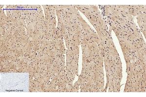 Immunohistochemical analysis of paraffin-embedded mouse heart tissue. (HMGB1 antibody  (N-Term))