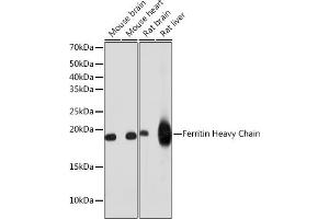 Western blot analysis of extracts of various cell lines, using Ferritin Heavy Chain antibody (ABIN7267168) at 1:1000 dilution. (FTH1 antibody)