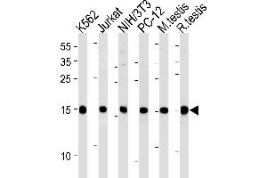 UBE2L3 Antibody (C-term) (ABIN1881966 and ABIN2838851) western blot analysis in K562,U87-MG,mouse NIH/3T3,rat PC-12 cell line and mouse testis,rat testis tissue lysates (35 μg/lane). (UBE2L3 antibody  (C-Term))