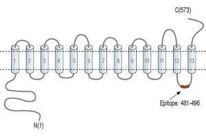 Representative domain view of the target of ABIN7043733.