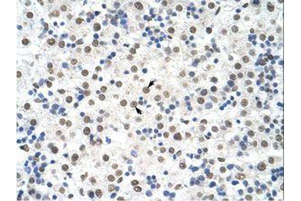DDX19B antibody  (N-Term)